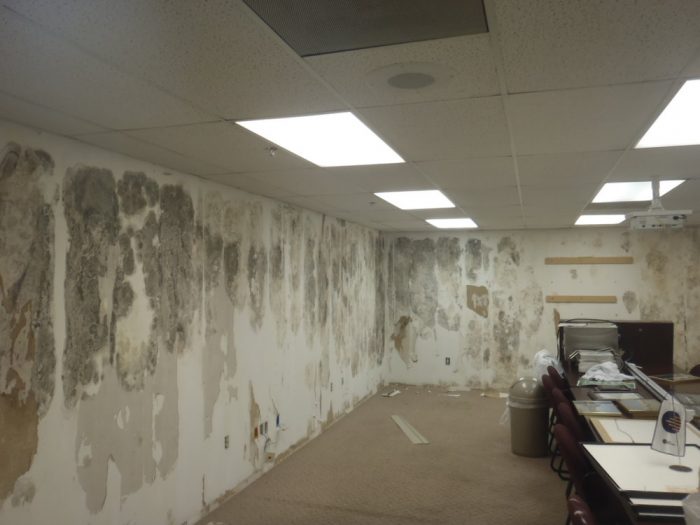 Severe mold infestation in an office